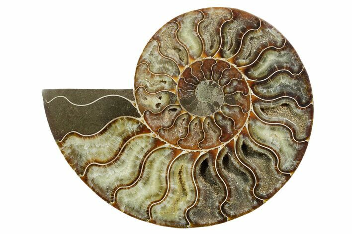 Cut & Polished Ammonite Fossil (Half) - Madagascar #347552